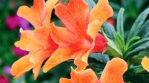 Maybe you would like to learn more about one of these? Southern California October Garden Checklist Sunset Magazine