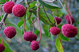 We did not find results for: Fruit Wallpaper Hd Flowering Plant Plant Fruit Flower Fruit Tree West Indian Raspberry Berry Raspberry Rubus Tree 1108926 Wallpaperkiss