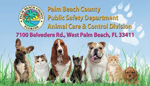 Located in pga commons at the corner of pga blvd. Palm Beach County Animal Care Control Waives Adoption Fees In April Boca Raton S Most Reliable News Source Boca Raton S Most Reliable News Source