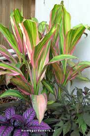 Cordyline Plants Are Compatible With True And Regular Varieties These Plants Grow Quickly When Planted With Coleus Dusty Miller Plants Garden Images Ti Plant