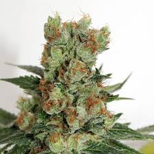 This hybrid is very similar to the cookies x og badazz forum. Fuel Og Feminized Cannabis Seeds Ripper Seeds