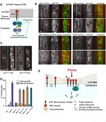 We did not find results for: Detection Of Surface Forces By A Cell Wall Mechanosensor Biorxiv