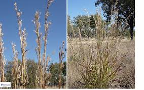 Image result for Andropogon gayanus