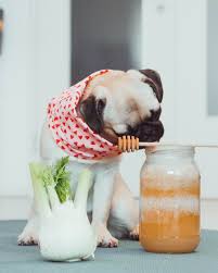 Hund Erkaltet Selbstgemachter Fencheltee Kann Helfen Hundelogie In 2020 Fencheltee Fenchel Selbstgemacht