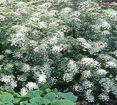 Bishop S Flower Or Queen Anee S Lace Seed Ammi Majus Flower Seeds Flower Seeds Moon Garden Shade Plants