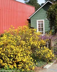 Image result for tagetes)