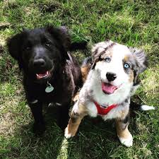 But what happens when you cross a german shepherd and labrador. Aussiedor Fur Uns Geeignet Hund Labrador Australian Shepherd
