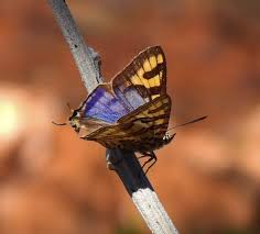 Image result for Phyllanthus microdendron