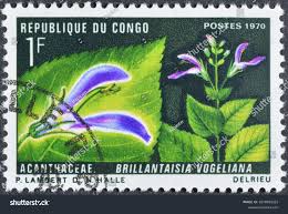 Image result for Brillantaisia oligantha