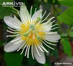 Pin On Passion And Other Flowers