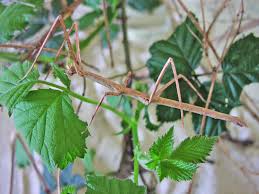 Image result for Multidentia exserta