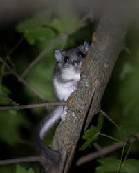 Image result for Glinus hirtus