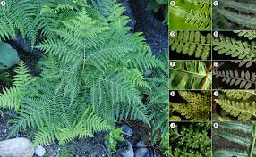 Image result for Dennstaedtiaceae