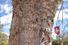 Image result for Quercus suber