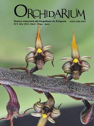 Image result for Microcoelia bulbocalcarata