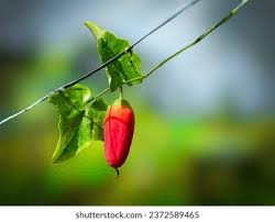 Image result for Coccinia sp. A