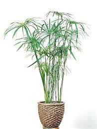 Image result for Cyperus