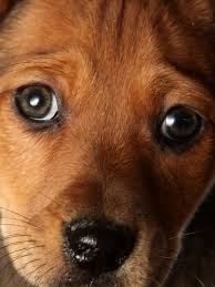 Applications outside the austin/san antonio areas may take longer to process or may not be able to be processed due to our limited resources for volunteers in those areas. Scammers Out To Break Your Heart As Pet Scams See 10 Percent Increase During Pandemic Woai