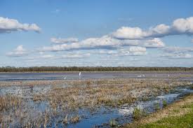 When stocking an aquaponic system with crayfish, you want to do less rather than more. What Makes The Perfect Crawfish Pond Acadia Crawfish