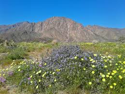 Hoa dại nở tưng bừng. Greg In San Diego Anza Borrego Desert Wildflower Super Bloom 2019