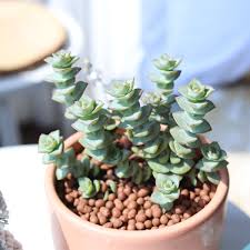Image result for Crassula maputensis