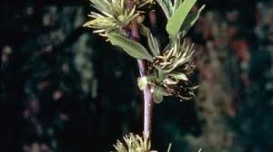 Image result for Metteniusaceae