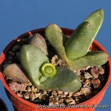 Image result for Tricalysia pallens