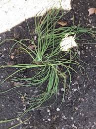 Image result for Albuca setosa