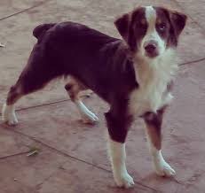 Check spelling or type a new query. Miniature Australian Shepherd Puppy For Sale In Phoenix Miniature Australian Shepherd Puppies Miniature Australian Shepherd Australian Shepherd Puppy For Sale