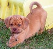 They are kept up to date on all dewormings and vaccinations. Puggles And Puggle Puppies For Sale