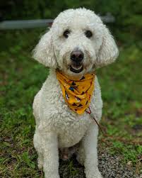 Therapy dog visits rehab hospital patients