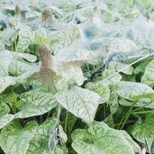 Image result for spotted spider mite