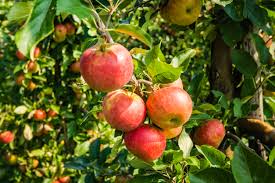 Im gegensatz zu parks werden gärten meist privat genutzt. Obstbaume Im Garten Pflanzen Zaunsysteme Direkt De