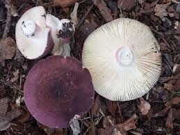 Image result for Russula mariae