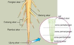Proses respirasi pada tanaman tersebut melibatkan penggunaan gula yang dihasilkan selama fotosintesis dan juga oksigen untuk menghasilkan energi bagi pertumbuhan tanaman. Pernapasan Pada Tumbuhan Jenis Dan Prosesnya Dosenbiologi Com