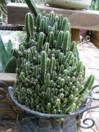 Acanthocereus Tetragonus Fairy Castle Fairy Castle Cactus World Of Succulents Cactus Garden Design Indoor Cactus Garden Fairy Castle Cactus