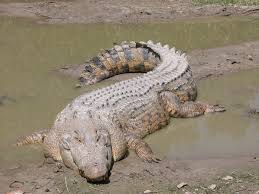 Saltwater Crocodile Wikipedia