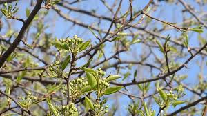 We did not find results for: Pear Tree Branches With Buds Of Flowers Stock Video Pond5