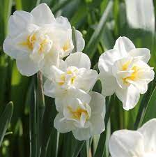 Narcissus Cheerfulness Daffodils Narcissus Flower Bulb Flowers