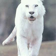 Sharon Spray (sirzain4)