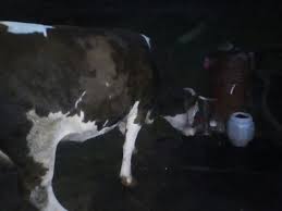 Vaci de rasa de lapte de. Vaci Arhive Vadu CriÈ™ului