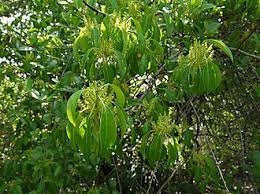 Image result for Excoecaria bussei