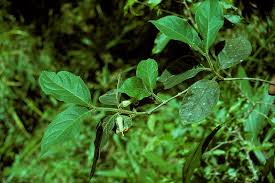 Image result for Rytigynia sp. M