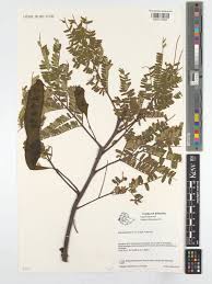 Image result for Albizia schimperiana