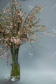 Check out our pink flowers in a vase selection for the very best in unique or custom, handmade pieces from our floral arrangements shops. Beautiful Bouquet Of Light Pink Genista Cytisus Flowers In Glass Vase Selective Focus Stock Photo Picture And Royalty Free Image Image 139692059