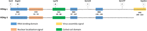 Hepatitis delta virus (hdv) is a serious coinfection of the hepatitis b virus (hbv) that is estimated to patients and caregivers or other family members sometimes noted different barriers to adequate care. Hepatitis Delta Virological And Clinical Aspects Virology Journal Full Text
