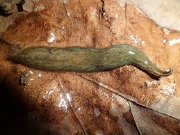 Image result for Polysphaeria harrisii