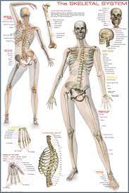 Anatomy Human Body Skeletal System Anatomy Body Skeletal System Skeletal System Anatomy Human Skeletal System