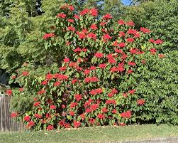 Image result for Euphorbia pulcherrima