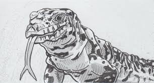 Argentine Black And White Tegu For Sale Canada Drawing Of An Argentine Black And White Tegu Tegu Drawings Tegu Lizard